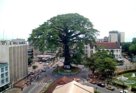 The Cotton Tree in Freetown