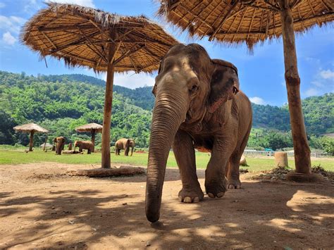 The Elephant Camp
