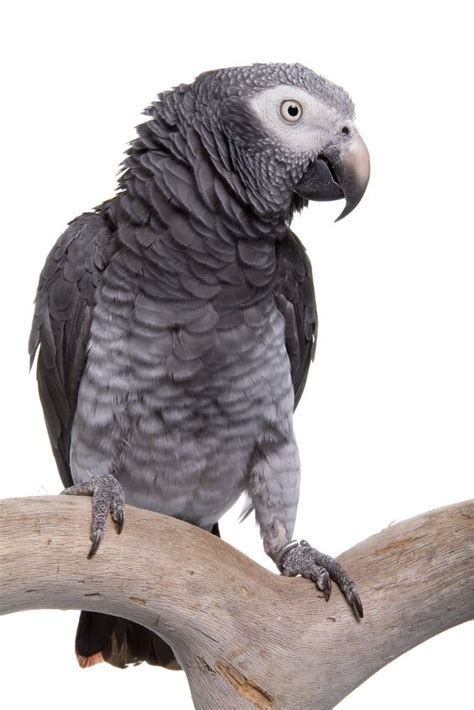 Timneh African Grey Parrot