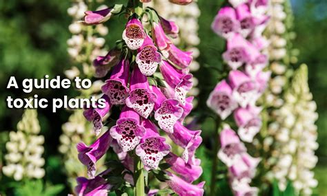 Toxic Plants