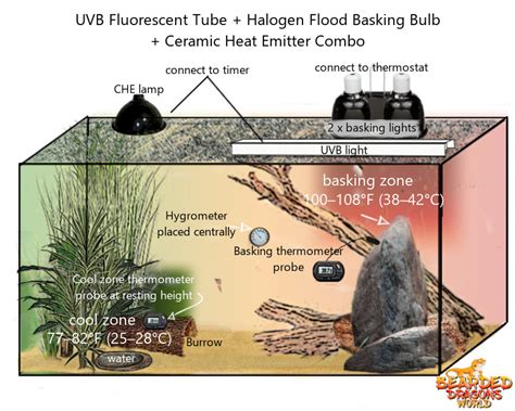 UVB Lighting Setup