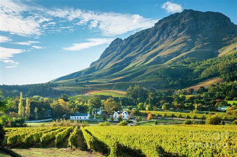 Vineyards in Stellenbosch