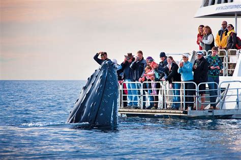 Whale Watching in Hermanus