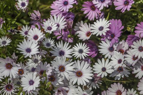 White African Daisies with Purple Tips