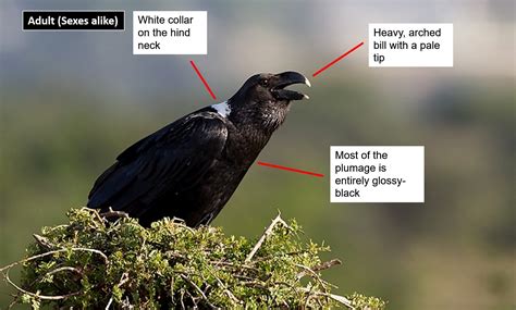 White-necked Raven