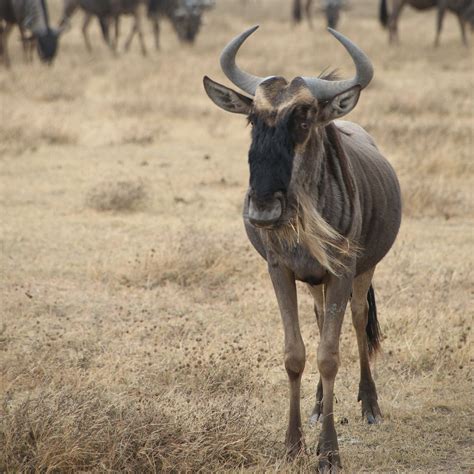 Wildebeest