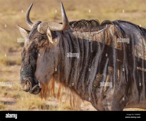 Wildebeest Head