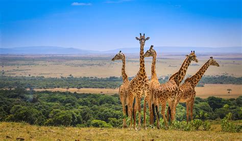 Wildlife in Masai Mara