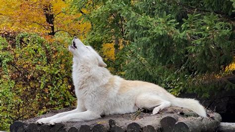 Wolves Howling