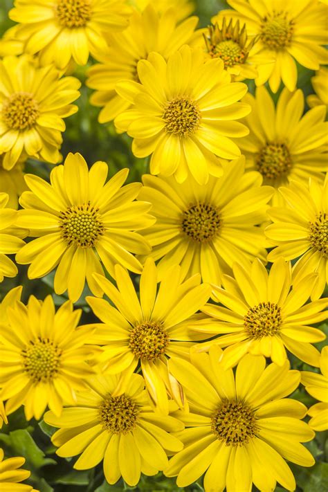 Yellow African Daisies in a plant pot