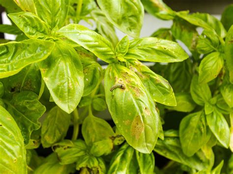 Yellow Leaves on Basil