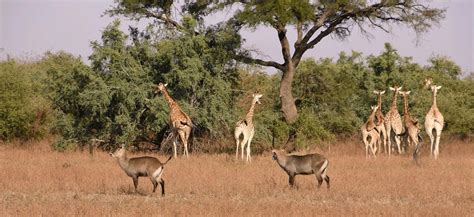 Zakouma National Park