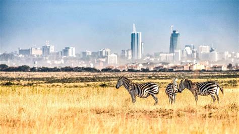 Zebras in Nairobi National Park with the Nairobi skyline