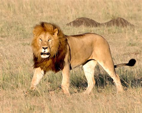 lion